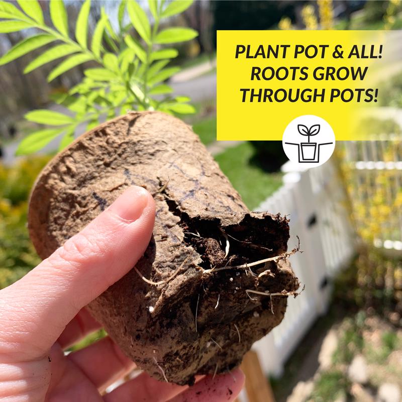 Ferry-Morse 15 Cells 3 in. H X 3 in. W X 3 in. L Seed Starting Peat Pot 15 pk