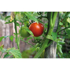VELCRO Brand ONE-WRAP 0.5 in. W 1 pk Garden Ties
