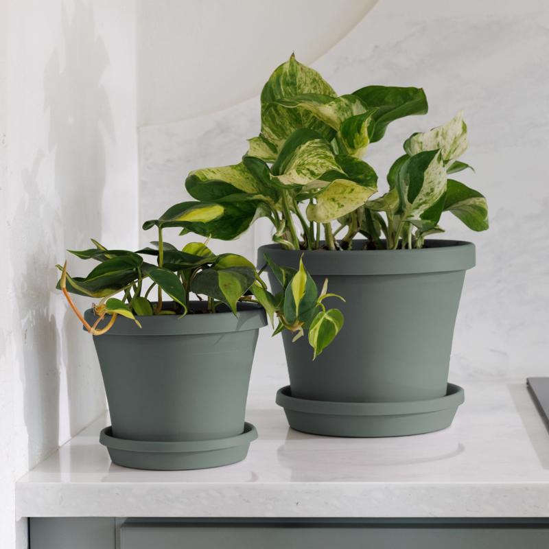 Bloem Terra 5.5 in. H X 6.5 in. W X 4.5 in. D Plastic Traditional Planter Basil