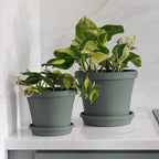 Bloem Terra 5.5 in. H X 6.5 in. W X 4.5 in. D Plastic Traditional Planter Basil