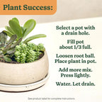 Miracle-Gro Cacti, Citrus and Palm Potting Mix 8 qt
