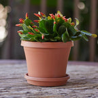 Bloem Terra 1.5 in. H X 7.5 in. W X 6.5 in. D Resin Traditional Plant Saucer Terra Cotta