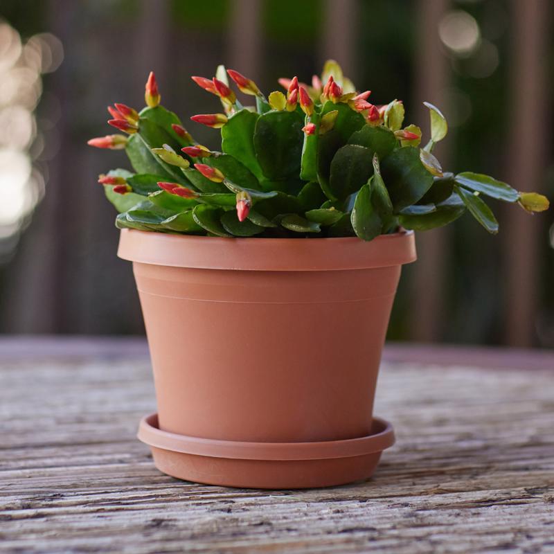 Bloem Terra 1.5 in. H X 7.5 in. W X 6.5 in. D Resin Traditional Plant Saucer Terra Cotta
