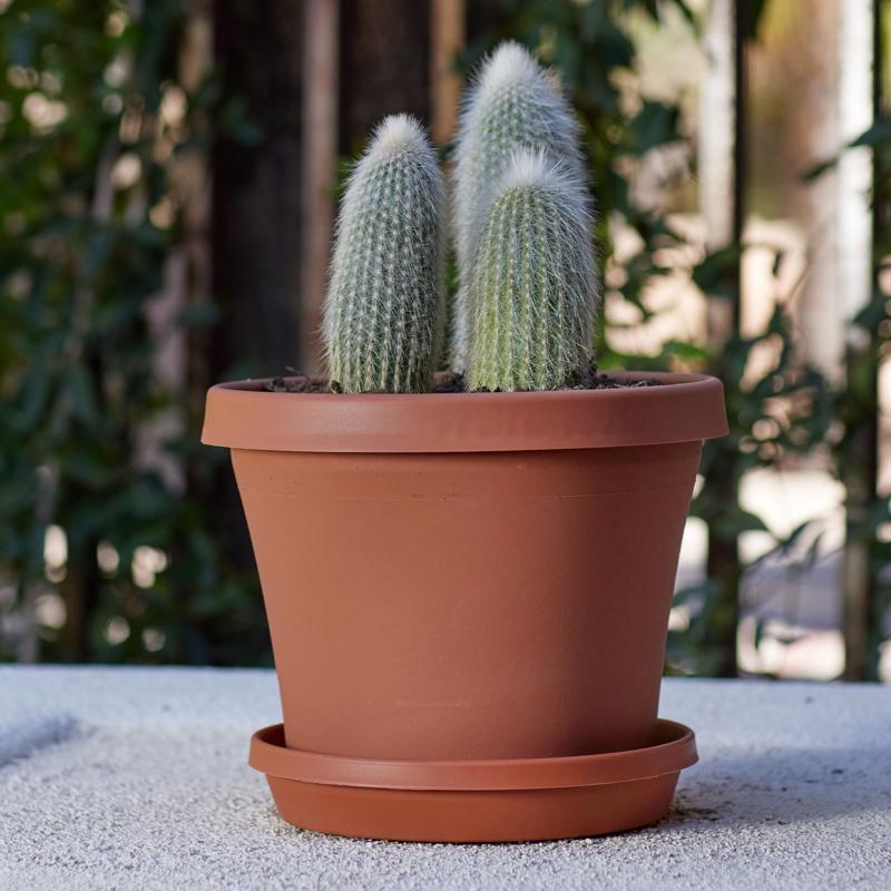 Bloem Terra 1.75 in. H X 8 in. W X 9.25 in. D Resin Traditional Plant Saucer Terra Cotta