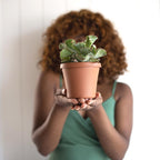 Bloem Terra 3.75 in. H X 4.25 in. W Resin Traditional Planter Terra Cotta