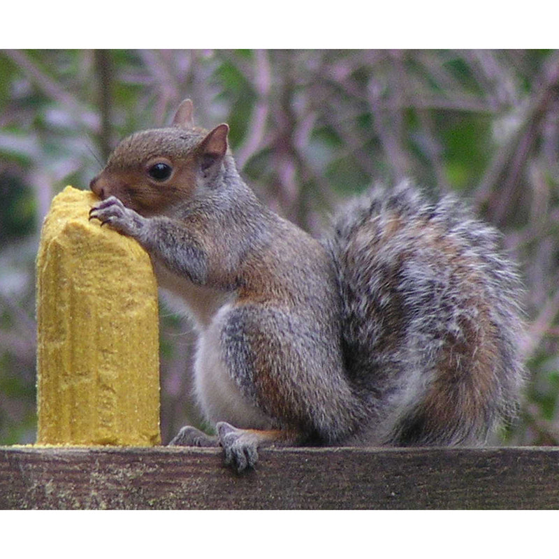 C&S Products Squirrelog Squirrel and Critter Food 32 oz