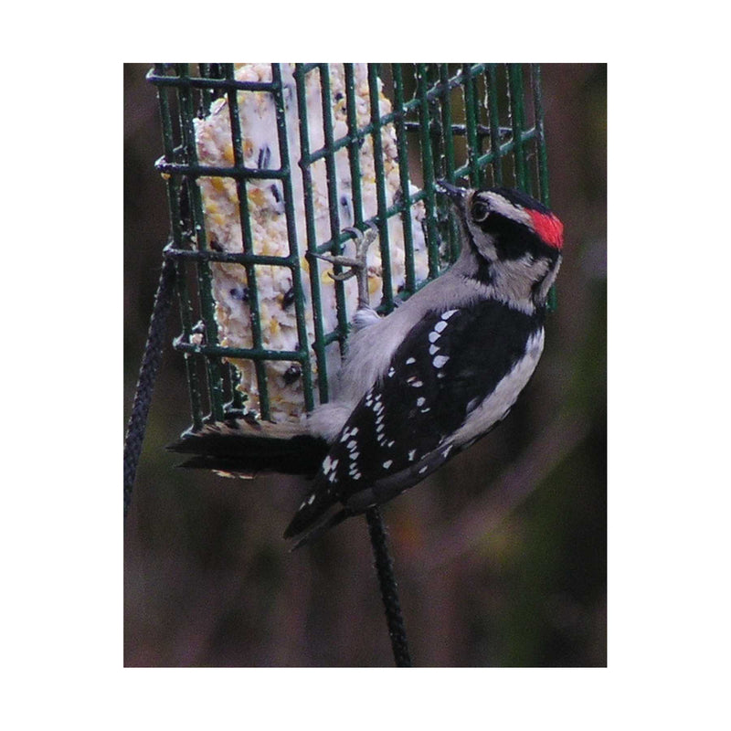 C&S Products Woodpecker Treat Wild Bird Food 11 oz - Case of 12