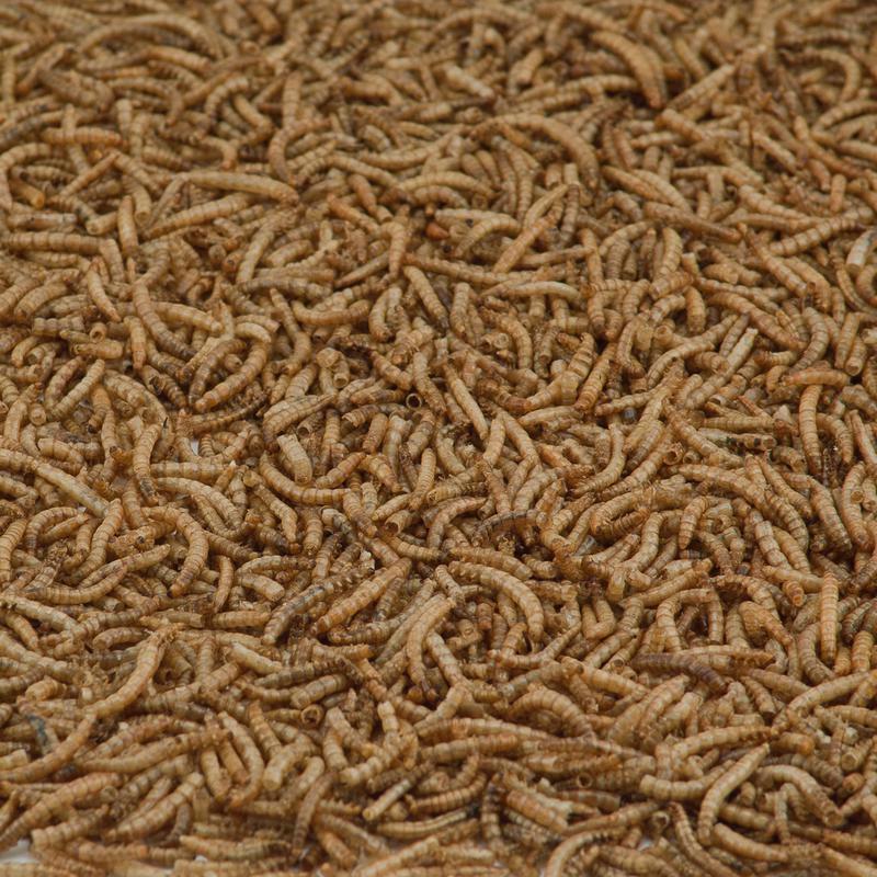 Kaytee Mealworms 7 oz - Case of 6