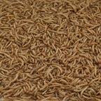 Kaytee Mealworms 7 oz - Case of 6